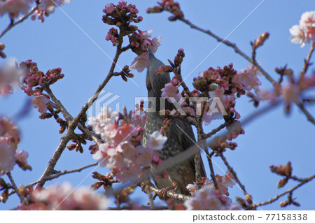 Bulbul sucks nectar of cherry blossoms surrounded by cherry blossoms Bulbul sucks nectar of cherry blossoms surrounded by cherry blossoms 77158338