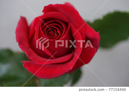 1 crimson rose 3 77158400