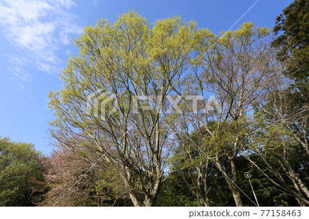 Enoki, which began to sprout in spring Enoki, which began to sprout in spring 77158463