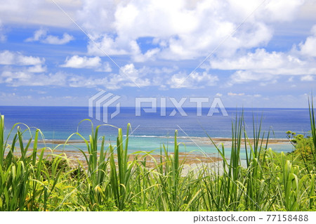 Sugar cane and the sea 77158488