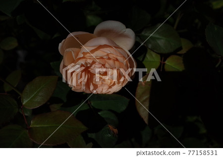 Rose in full bloom Ambridge rose Rose in full bloom Ambridge rose 77158531