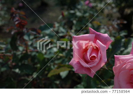 Rose in full bloom Americas Junior Miss Rose in full bloom Americas Junior Miss 77158564