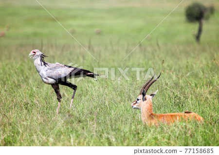 Secretarybird and Thomson's gazelle Secretarybird and Thomson's gazelle 77158685