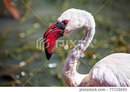 Lesser flamingo 77158693