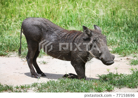 Common warthog Common warthog 77158696