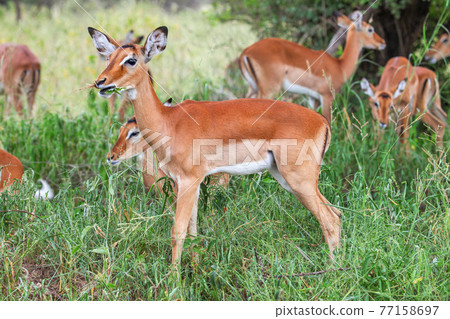Impala Impala 77158697
