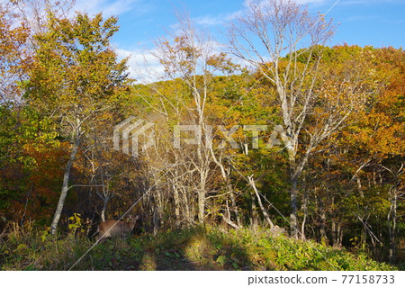 獨自在北海道釧路沼澤國家公園森林探險的蝦夷鹿孩子 獨自在北海道釧路沼澤國家公園森林探險的蝦夷鹿孩子 77158733
