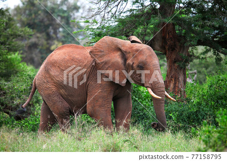 African bush elephant 77158795