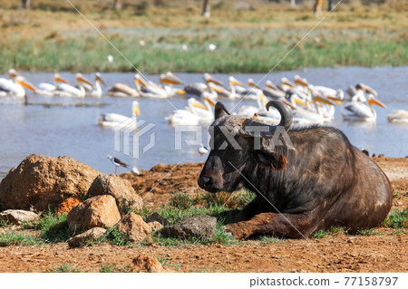 African buffalo African buffalo 77158797