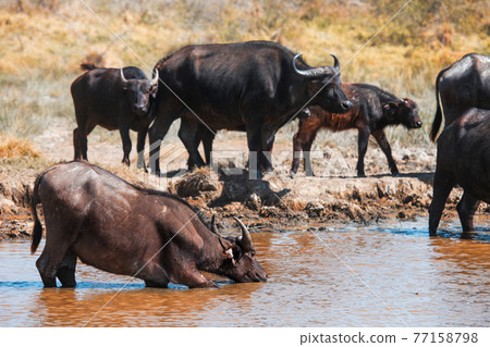 African buffaloes African buffaloes 77158798