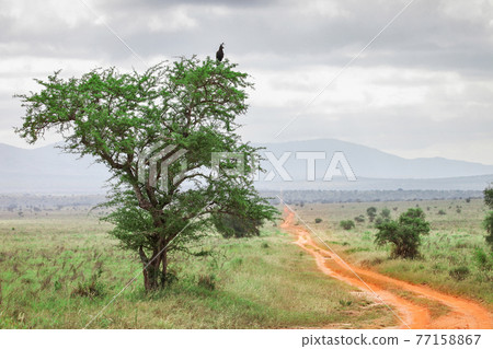 Path through the rainy savanna Path through the rainy savanna 77158867