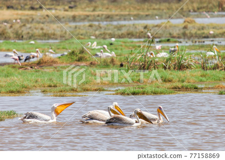 Great white pelicans Great white pelicans 77158869