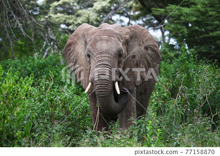 African bush elephant African bush elephant 77158870