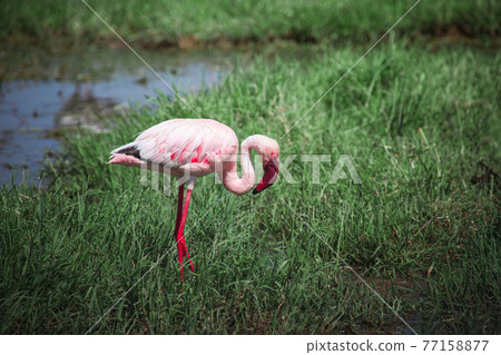 Lesser flamingo Lesser flamingo 77158877