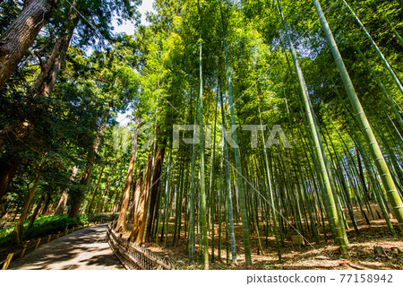 茨城縣水戶偕樂園竹林路 77158942