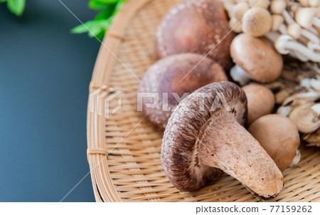 秋味蘑菇特寫黑色背景素材 77159262