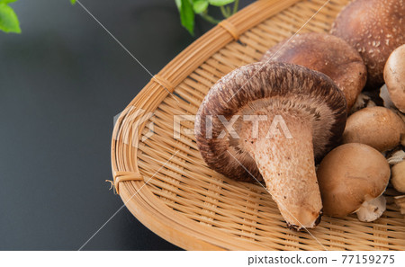 秋味蘑菇特寫黑色背景素材 77159275