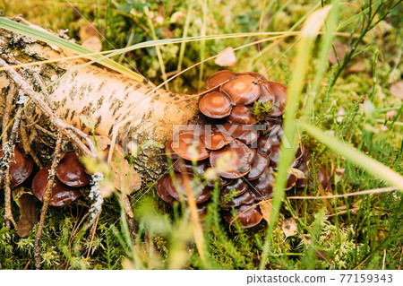 Hypholoma capnoides In Autumn Forest In Belarus. Hypholoma capnoides is an edible mushroom in the family Strophariaceae. Mushroom In Sunset Autumn Forest In Belarus 77159343