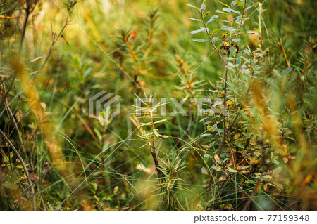 Rhododendron tomentosum, ledum palustre, Marsh Labrador Tea, Northern Labrador Tea or Wild Rosemary, Native To Marshes. Belarus, Belarusian Nature 77159348