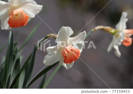 Daffodil white and orange multicolored flowers blooming in the spring garden 77159453