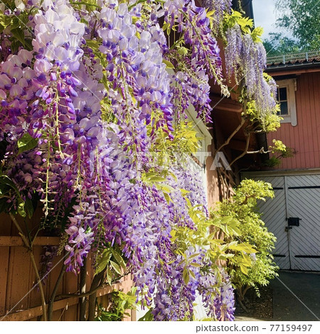 Norwegian wisteria flowers, wisteria flowers seen in Scandinavia Norwegian wisteria flowers, wisteria flowers seen in Scandinavia 77159497