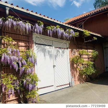 Scandinavian architecture and wisteria flowers, spring day Scandinavian architecture and wisteria flowers, spring day 77159499