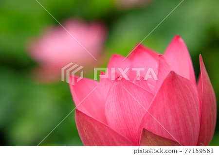 清晨開始開放的蓮花 清晨開始開放的蓮花 77159561