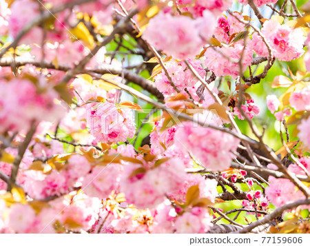 Spring scenery, double cherry blossoms in full bloom 77159606