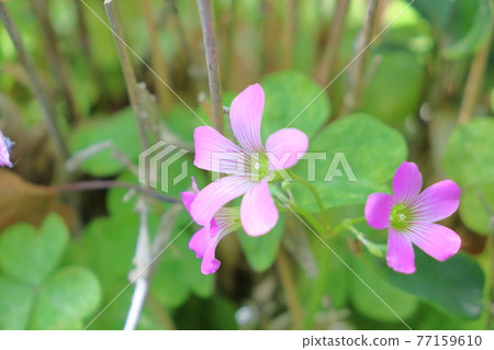 春初夏花粉紅木栗色 春初夏花粉紅木栗色 77159610