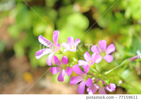 Spring-early summer flower Pink Woodsorrel 77159611