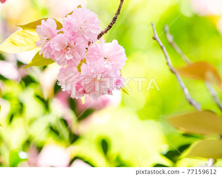 春景,重瓣盛開 春景,重瓣盛開 77159612