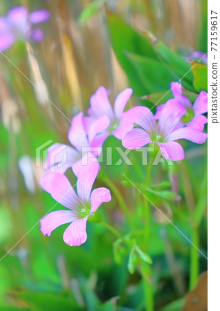 Spring-early summer flower Pink Woodsorrel 77159617