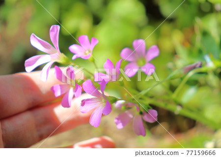 Spring-early summer flowers, pink wood sorrel and hands Spring-early summer flowers, pink wood sorrel and hands 77159666