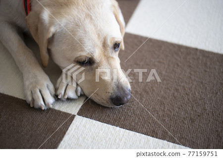 黃色拉布拉多犬,俯臥姿勢 黃色拉布拉多犬,俯臥姿勢 77159751
