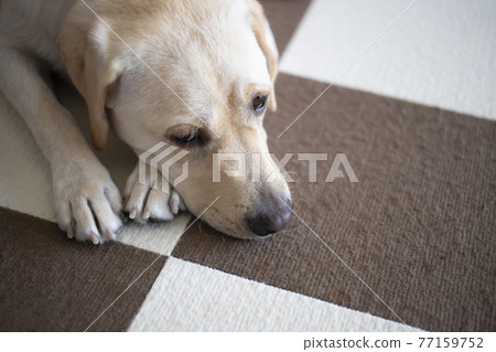 Yellow Labrador Retriever, prone pose Yellow Labrador Retriever, prone pose 77159752