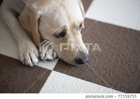 Yellow Labrador Retriever, prone pose Yellow Labrador Retriever, prone pose 77159755
