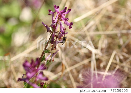 Purple Corydalis incisa blooming in the spring field 77159905