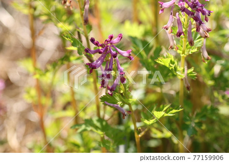 Purple Corydalis incisa blooming in the spring field 77159906