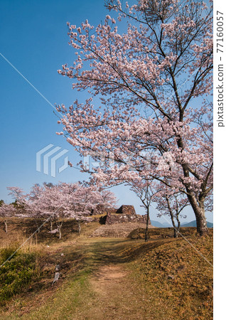 Sakura at Akagi Castle Ruins 77160057