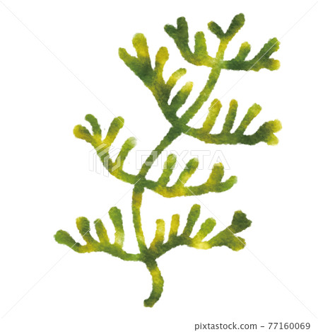 Algae Algae 77160069