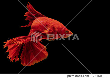The moving moment beautiful of red Siamese betta fish with copy space. 77160109