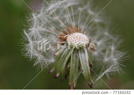 日本本土物種蒲公英的白色絨毛 日本本土物種蒲公英的白色絨毛 77160282