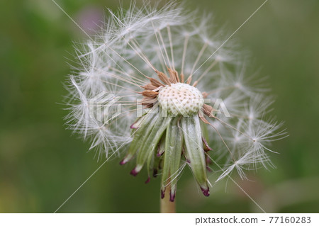 日本本土物種蒲公英的白色絨毛 日本本土物種蒲公英的白色絨毛 77160283