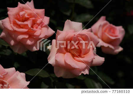 Rose summer lady in full bloom Rose summer lady in full bloom 77160310