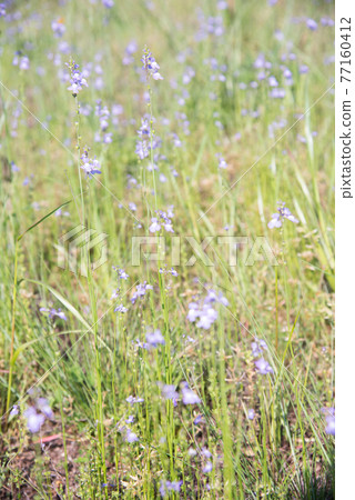 Blue toadflax flowers blooming in the mountains 77160412