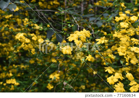 開花在春天領域的黃色kerria 77160634