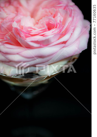 Up of a rose called Pierre de Ronsard 77160635