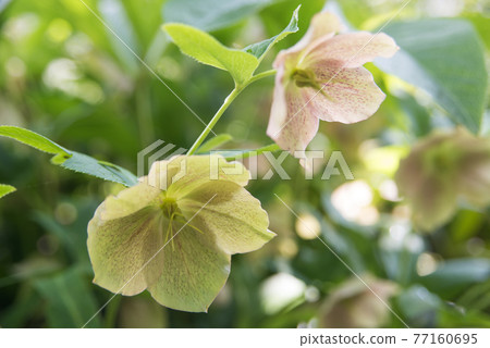 聖誕玫瑰鮮花 聖誕玫瑰鮮花 77160695