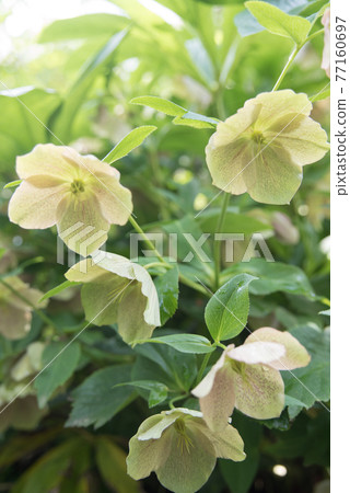 Christmas rose flowers Christmas rose flowers 77160697