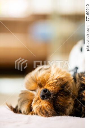 Relaxing yorkshire terrier 77160940